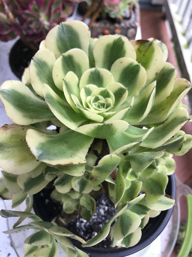Aeonium Medusa Green cluster tree. Photos taken 9-30-23. Rare Aeonium