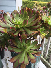 Aeonium Pink Daisy huge cluster tree. Photos taken 9-30-23. Rare Aeonium