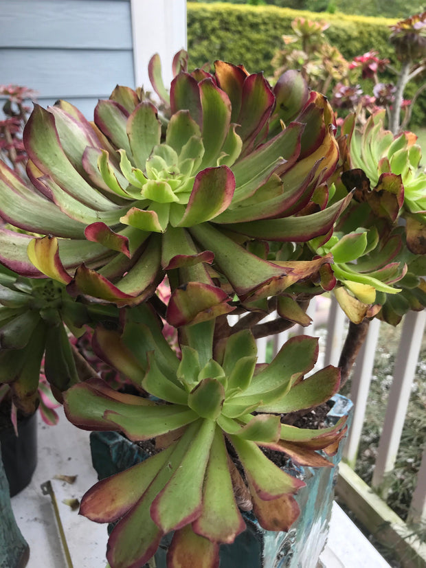 Aeonium Pink Daisy huge cluster tree. Photos taken 9-30-23. Rare Aeonium
