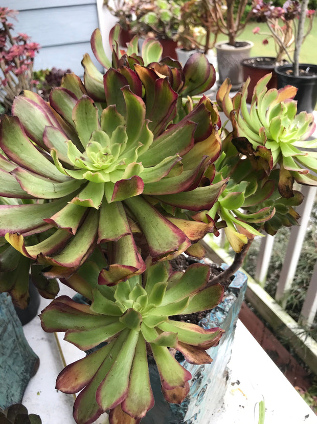 Aeonium Pink Daisy huge cluster tree. Photos taken 9-30-23. Rare Aeonium