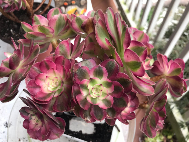 Aeonium Allure cluster. Photos taken 9-30-23. Rare Aeonium