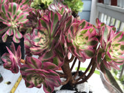 Aeonium Allure cluster. Photos taken 9-30-23. Rare Aeonium