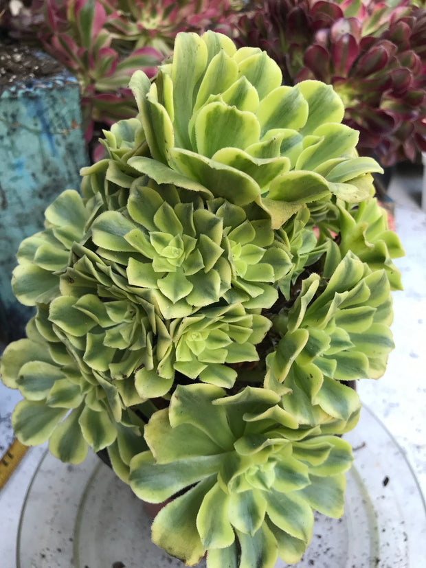 Aeonium Jasper cluster tree. New Variety. Photos taken 9-29-23. Rare Aeonium
