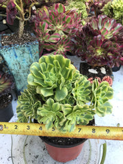 Aeonium Jasper cluster tree. New Variety. Photos taken 9-29-23. Rare Aeonium