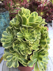 Aeonium Jasper cluster tree. New Variety. Photos taken 9-29-23. Rare Aeonium