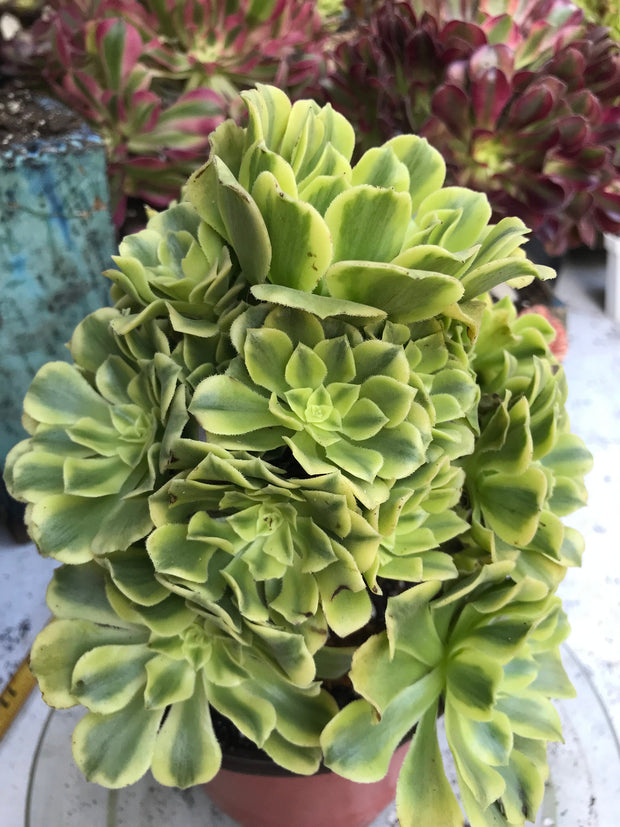 Aeonium Jasper cluster tree. New Variety. Photos taken 9-29-23. Rare Aeonium