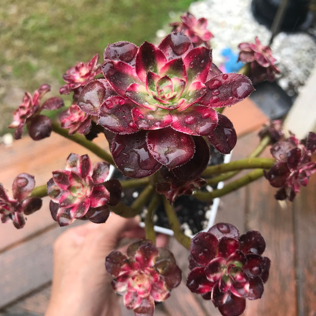 Aeonium Chanelle cluster tree. Photos taken 10-14-23. Rare Aeonium