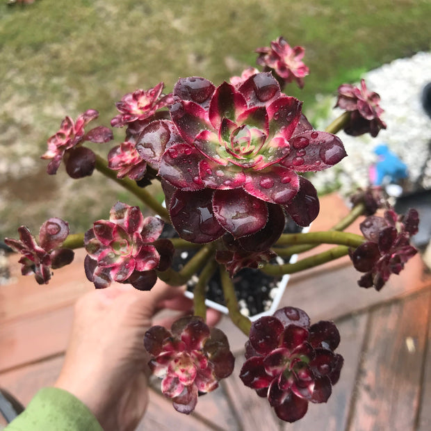 Aeonium Chanelle cluster tree. Photos taken 10-14-23. Rare Aeonium