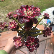 Aeonium Chanelle cluster tree. Photos taken 10-14-23. Rare Aeonium