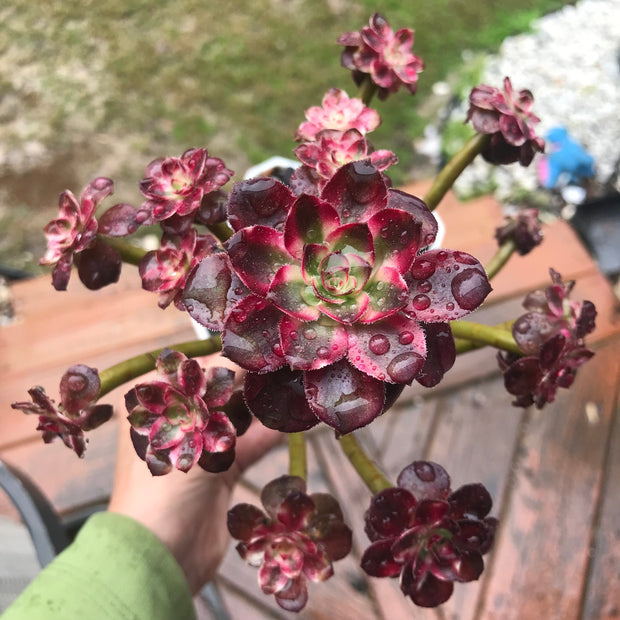Aeonium Chanelle cluster tree. Photos taken 10-14-23. Rare Aeonium