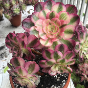 Aeonium Allure cluster. Photos taken 10-14-23. Rare Aeonium