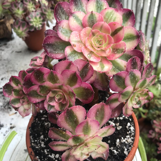 Aeonium Allure cluster. Photos taken 10-14-23. Rare Aeonium