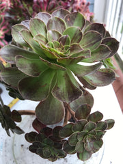 Aeonium Big Bang cluster tree. Photos taken 9-30-23. Rare Aeonium