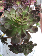 Aeonium Big Bang cluster tree. Photos taken 9-30-23. Rare Aeonium
