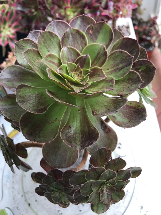 Aeonium Big Bang cluster tree. Photos taken 9-30-23. Rare Aeonium