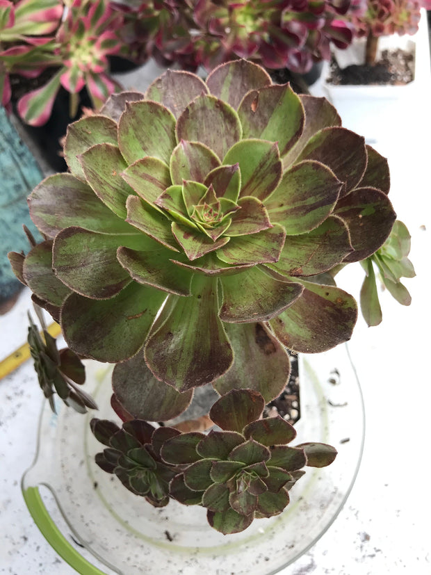 Aeonium Big Bang cluster tree. Photos taken 9-30-23. Rare Aeonium