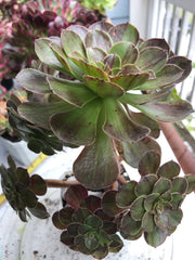 Aeonium Big Bang cluster tree. Photos taken 9-30-23. Rare Aeonium