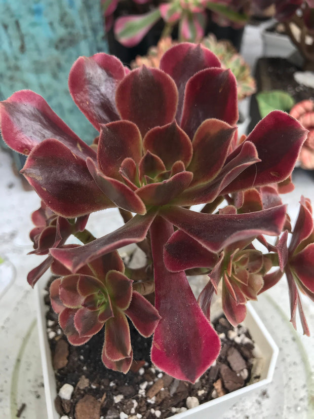 Aeonium Medusa cluster. Photos taken 9-30-23. Rare Aeonium