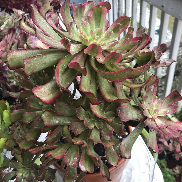 Aeonium Pink Daisy 5 year old huge cluster tree. Photos taken 10-13-23. Rare Aeonium