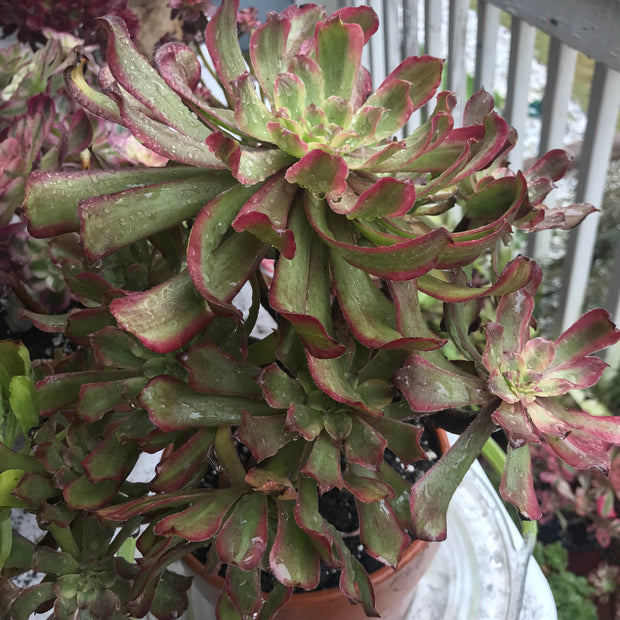 Aeonium Pink Daisy 5 year old huge cluster tree. Photos taken 10-13-23. Rare Aeonium