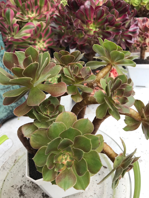 Aeonium Luoshen cluster. Photos taken 9-30-23. Rare Aeonium