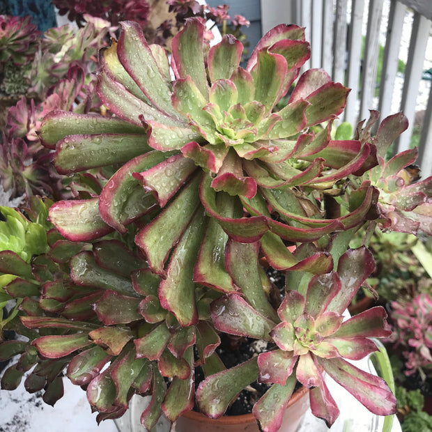 Aeonium Pink Daisy 5 year old huge cluster tree. Photos taken 10-13-23. Rare Aeonium