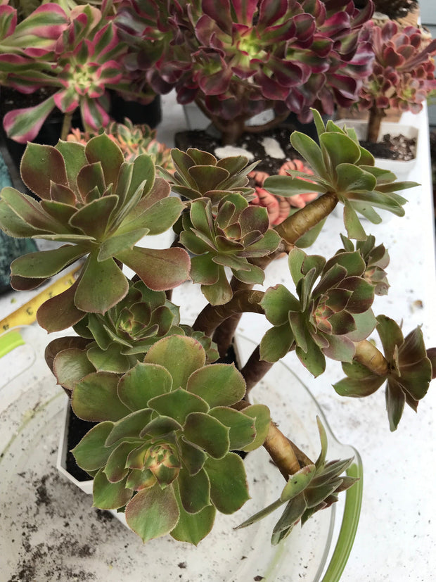 Aeonium Luoshen cluster. Photos taken 9-30-23. Rare Aeonium