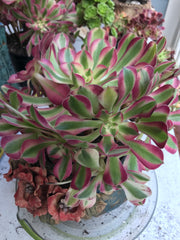 Aeonium huge pink witch cluster tree. Photos taken 9-30-23. Rare Aeonium