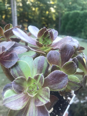 Aeonium Big Bang cluster tree. Rare find. Photos taken 9-30-23. Rare Aeonium