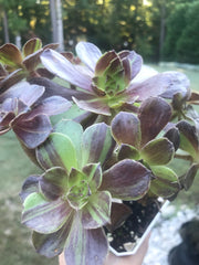 Aeonium Big Bang cluster tree. Rare find. Photos taken 9-30-23. Rare Aeonium