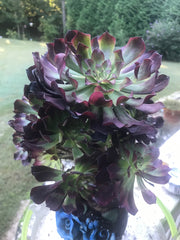 Aeonium Dark Princess cluster tree. Very rare. Photos taken 9-30-23. Rare Aeonium