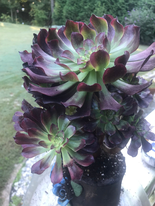 Aeonium Dark Princess cluster tree. Very rare. Photos taken 9-30-23. Rare Aeonium