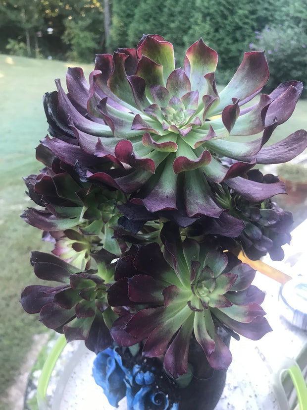 Aeonium Dark Princess cluster tree. Very rare. Photos taken 9-30-23. Rare Aeonium