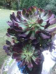 Aeonium Dark Princess cluster tree. Very rare. Photos taken 9-30-23. Rare Aeonium