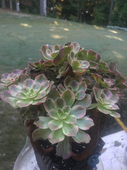 Aeonium Anna cluster tree. Rare find. Photos taken 10-1-23. Rare Aeonium