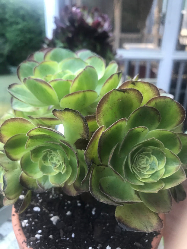 Aeonium Halloween Milky White cluster tree. Photos taken 10-1-23. Rare Aeonium