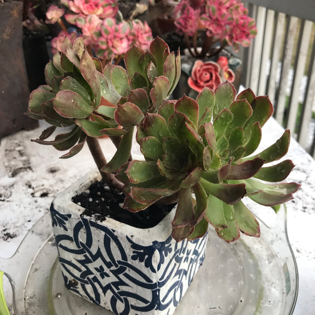 Aeonium Pink Daisy. Photos taken 10-15-23. Rare Aeonium