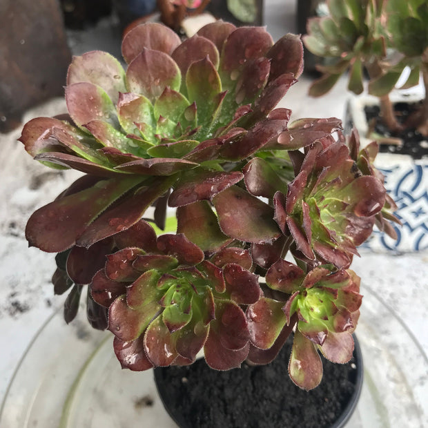 Aeonium Black King Kong. Photos taken 10-15-23. Rare Aeonium