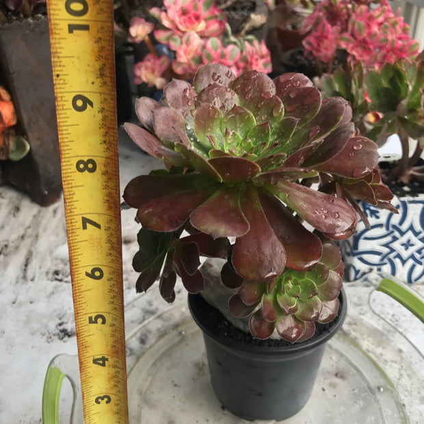 Aeonium Black King Kong. Photos taken 10-15-23. Rare Aeonium