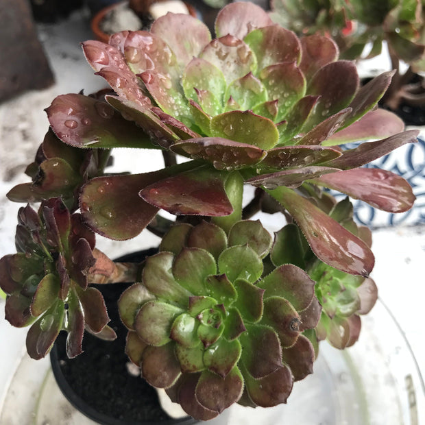 Aeonium Black King Kong. Photos taken 10-15-23. Rare Aeonium