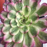 Variegated Rare succulents. Aeonium Pure Moonlight. Photos taken 10-15-23. Rare Aeonium