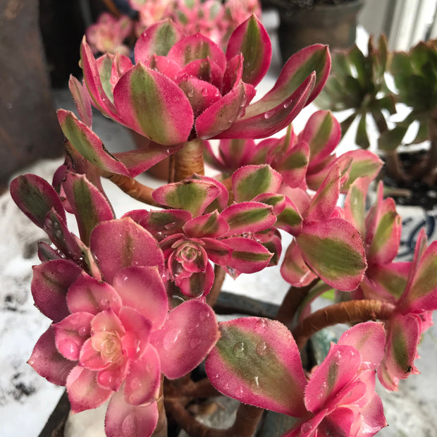 Aeonium Allure cluster. Photos taken 10-15-23. Rare Aeonium