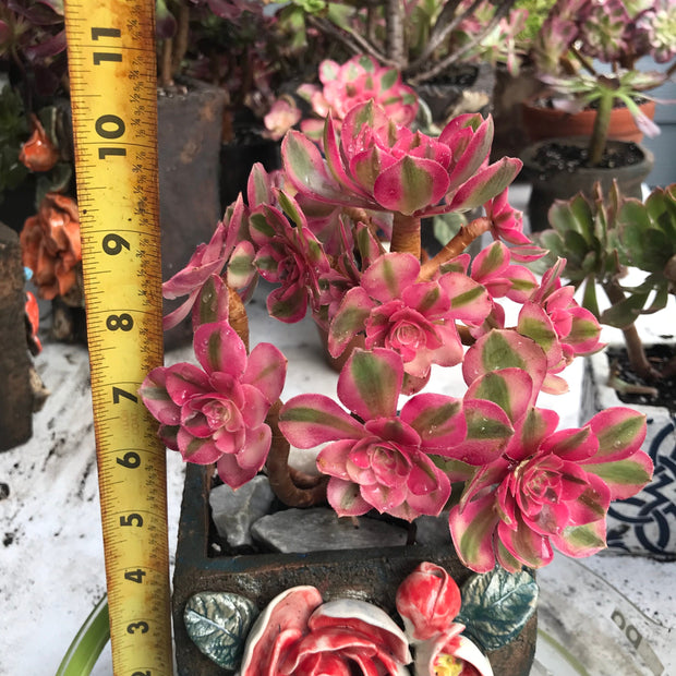 Aeonium Allure cluster. Photos taken 10-15-23. Rare Aeonium