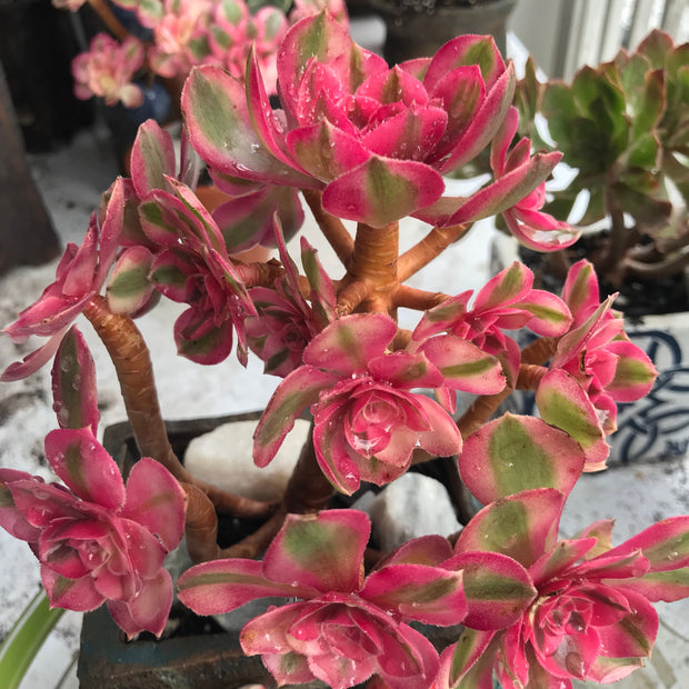 Aeonium Allure cluster. Photos taken 10-15-23. Rare Aeonium