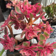 Variegated Rare succulents. Aeonium Allure cluster. Photos taken 10-15-23. Rare Aeonium