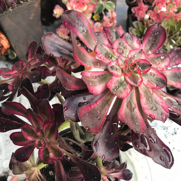 Aeonium Chanelle cluster tree. Photos taken 10-15-23. Rare Aeonium