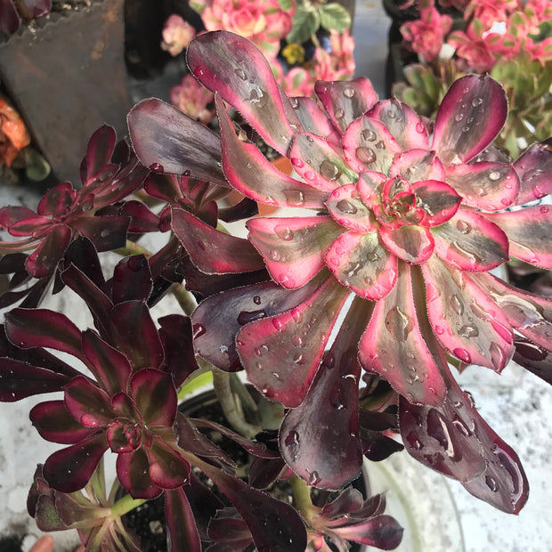 Aeonium Chanelle cluster tree. Photos taken 10-15-23. Rare Aeonium