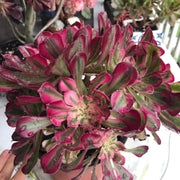 Aeonium Large White Zwartkop cluster tree. Photos taken 10-15-23. Rare Aeonium