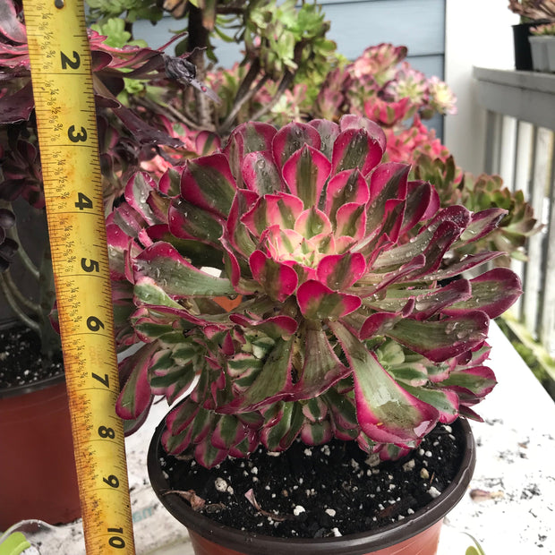 Aeonium Large White Zwartkop cluster tree. Photos taken 10-15-23. Rare Aeonium