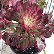 Aeonium Large White Zwartkop cluster tree. Photos taken 10-15-23. Rare Aeonium